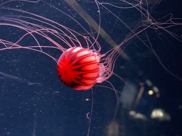 京都水族館に投稿された画像（2021/9/6）