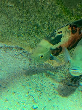 カワスイ 川崎⽔族館に投稿された画像（2021/9/6）