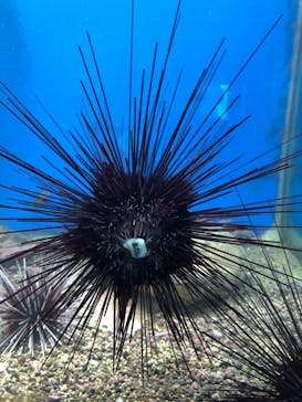 串本海中公園水族館に投稿された画像（2021/9/6）