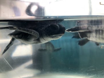 串本海中公園水族館に投稿された画像（2021/9/6）