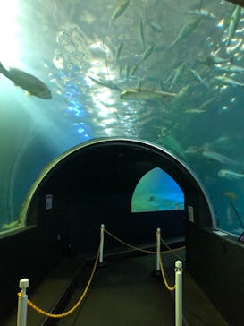 串本海中公園水族館に投稿された画像（2021/9/6）