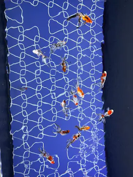 すみだ水族館に投稿された画像（2021/9/6）