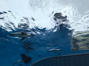 サンシャイン水族館に投稿された画像（2021/9/6）