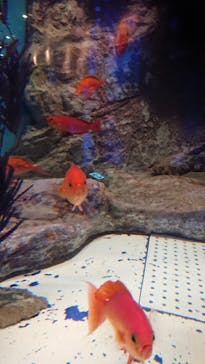 しながわ水族館に投稿された画像（2021/9/6）