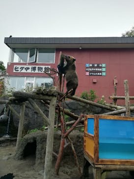 のぼりべつクマ牧場に投稿された画像（2021/9/6）