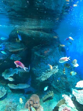 しながわ水族館に投稿された画像（2021/9/6）