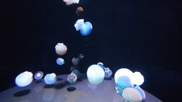 島根県立 しまね海洋館に投稿された画像（2021/9/6）