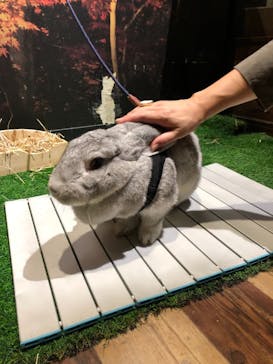 Moff animal world MARK IS みなとみらい店に投稿された画像（2021/9/6）