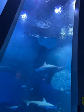 横浜・八景島シーパラダイスに投稿された画像（2021/9/6）