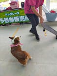 IPCわんわん動物園に投稿された画像（2021/9/7）