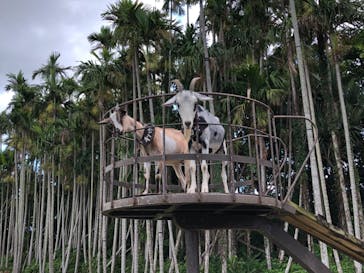 美らヤシパークオキナワ・東南植物楽園に投稿された画像（2021/9/7）