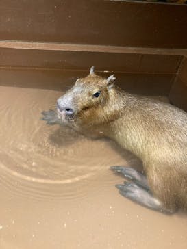 Moff animal world MARK IS みなとみらい店に投稿された画像（2021/9/7）