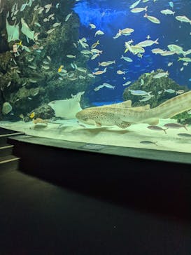 サンシャイン水族館に投稿された画像（2021/9/7）
