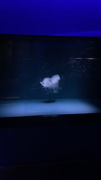 京都水族館に投稿された画像（2021/9/7）