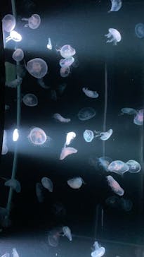 京都水族館に投稿された画像（2021/9/7）