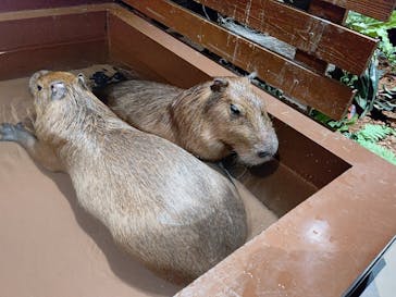 Moff animal world MARK IS みなとみらい店に投稿された画像（2021/9/7）