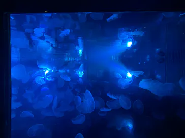 すみだ水族館に投稿された画像（2021/9/7）