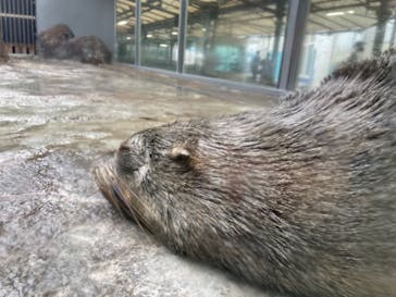 鳥羽水族館に投稿された画像（2021/9/7）