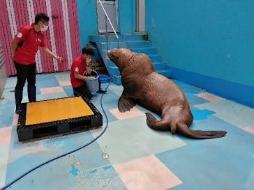 ゼロ距離水族館 伊勢シーパラダイスに投稿された画像（2021/9/7）