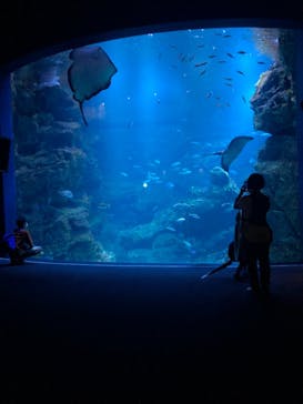 京都水族館に投稿された画像（2021/9/8）