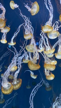 新江ノ島水族館に投稿された画像（2021/9/8）