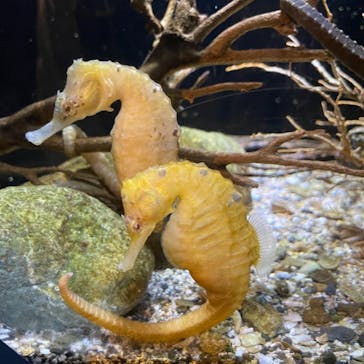 新江ノ島水族館に投稿された画像（2021/9/8）