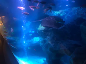すみだ水族館に投稿された画像（2021/9/8）