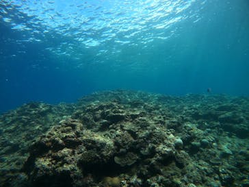 武藤潜水に投稿された画像（2021/9/8）