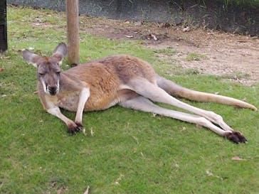 神戸どうぶつ王国に投稿された画像（2021/9/8）
