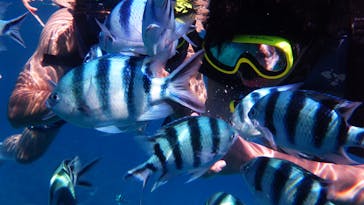 Sea World（シーワールド）に投稿された画像（2021/9/8）