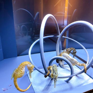 京都水族館に投稿された画像（2021/9/8）