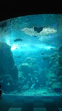 新江ノ島水族館に投稿された画像（2021/9/8）