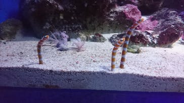 新江ノ島水族館に投稿された画像（2021/9/8）