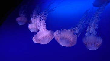 新江ノ島水族館に投稿された画像（2021/9/8）