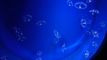 新江ノ島水族館に投稿された画像（2021/9/8）