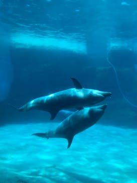 名古屋港水族館に投稿された画像（2021/9/8）