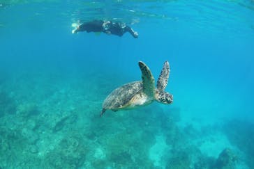 屋久島ガイドクラブに投稿された画像（2021/9/9）