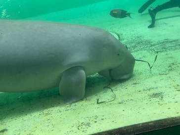 鳥羽水族館に投稿された画像（2021/9/9）