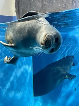 鳥羽水族館に投稿された画像（2021/9/9）