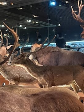 国立科学博物館に投稿された画像（2021/9/9）