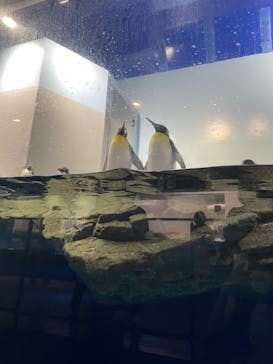 マクセル アクアパーク品川に投稿された画像（2021/9/9）