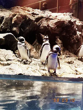 すみだ水族館に投稿された画像（2021/9/10）