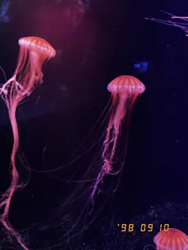 すみだ水族館に投稿された画像（2021/9/10）