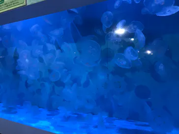 横浜・八景島シーパラダイスに投稿された画像（2021/9/10）