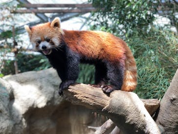 神戸どうぶつ王国に投稿された画像（2021/9/10）