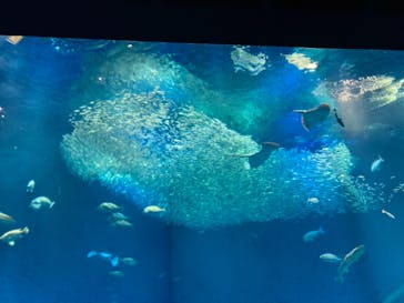 アクアワールド茨城県大洗水族館に投稿された画像（2021/9/10）