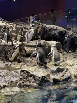 すみだ水族館に投稿された画像（2021/9/10）