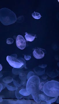 サンシャイン水族館に投稿された画像（2021/9/10）