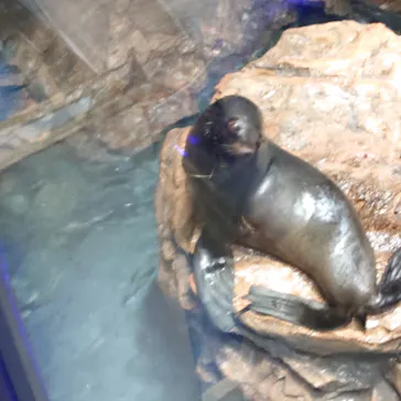 すみだ水族館に投稿された画像（2021/9/11）