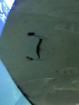 串本海中公園水族館に投稿された画像（2021/9/11）